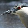 Birds like this black-crowned Night Heron were studied to understand their parasite load. Photo: Andrew Turner/Ryan Hechinger