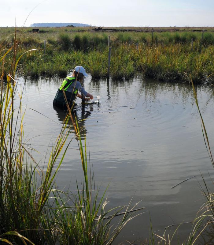 person standing in a marsh